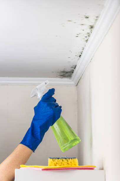 Best Post-Flood Mold Remediation in Henagar, AL